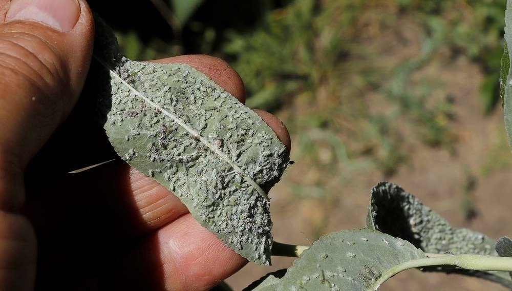 Natural Pest Control for Gardens