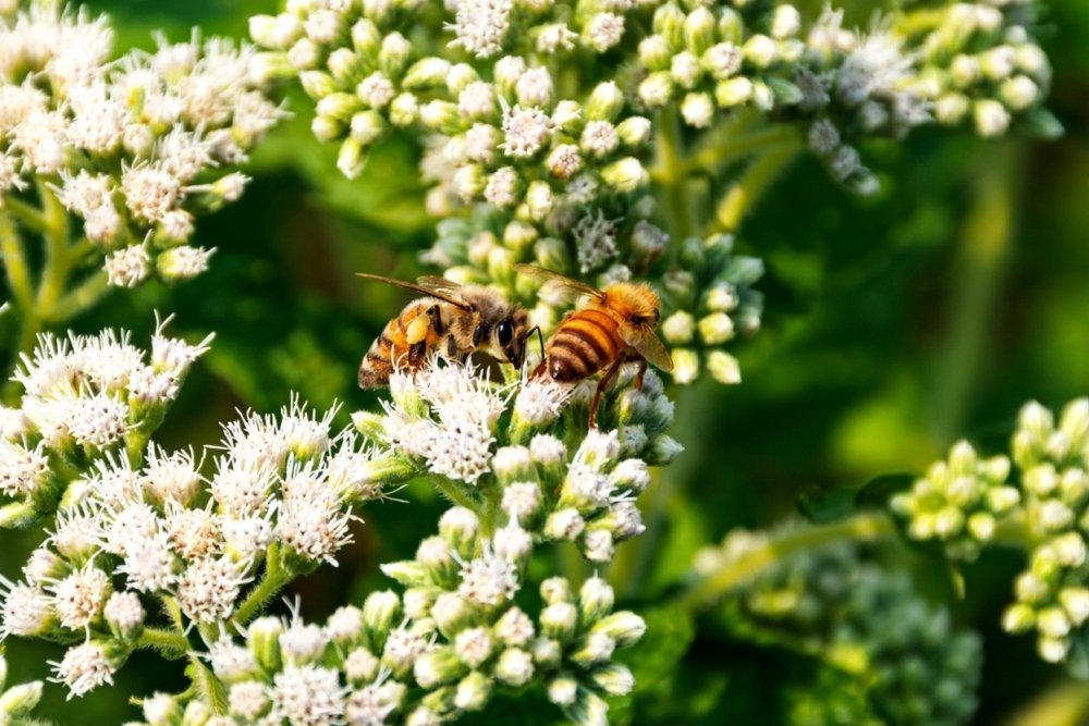 pollinator friendly garden