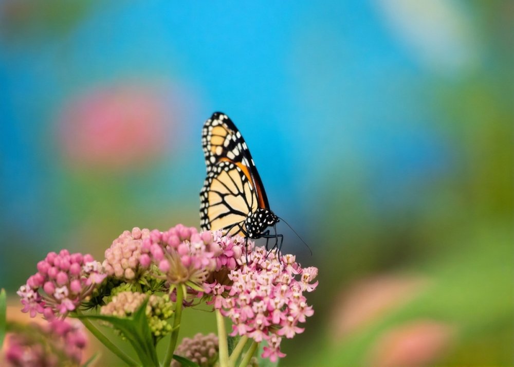 pollinator friendly garden