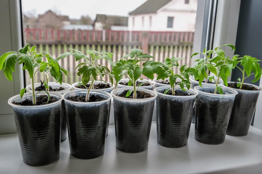 Grow Edible Plants Indoors