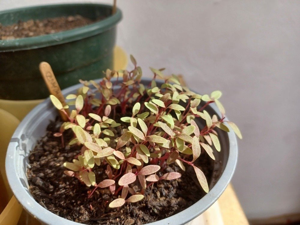 Grow Edible Plants Indoors