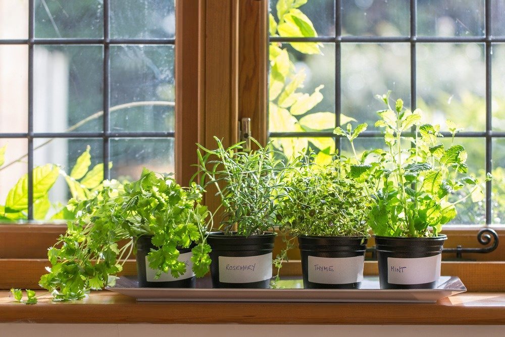 kitchen herb garden