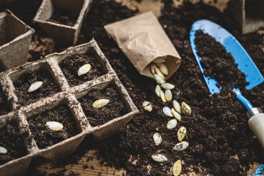seed saving for beginners