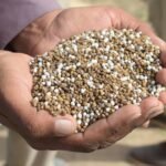 Close-up of hands holding granular fertilizer in Bahawalpur, Pakistan.