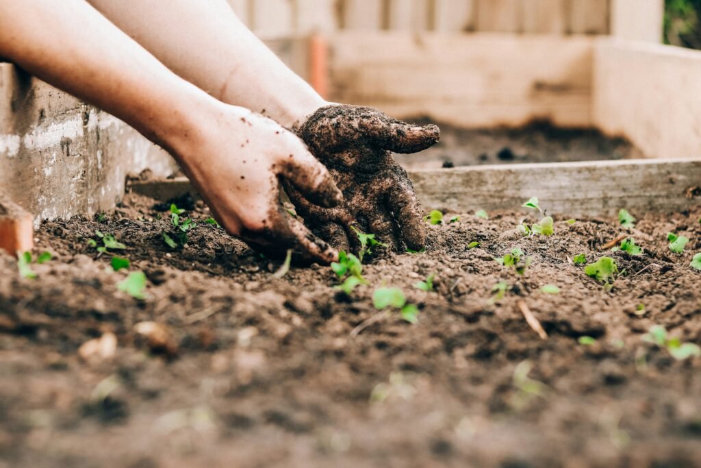 Hands tending young seedlings in healthy soil as part of organic pest control gardening practices.