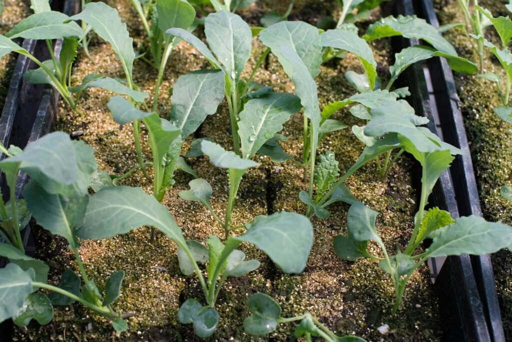 Young leafy vegetable seedlings growing in a garden bed for edible landscaping.